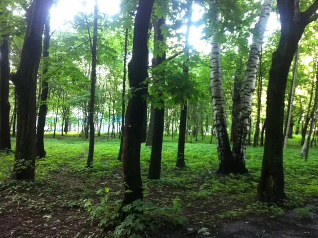 Парк с извилистой тропой, фото 23