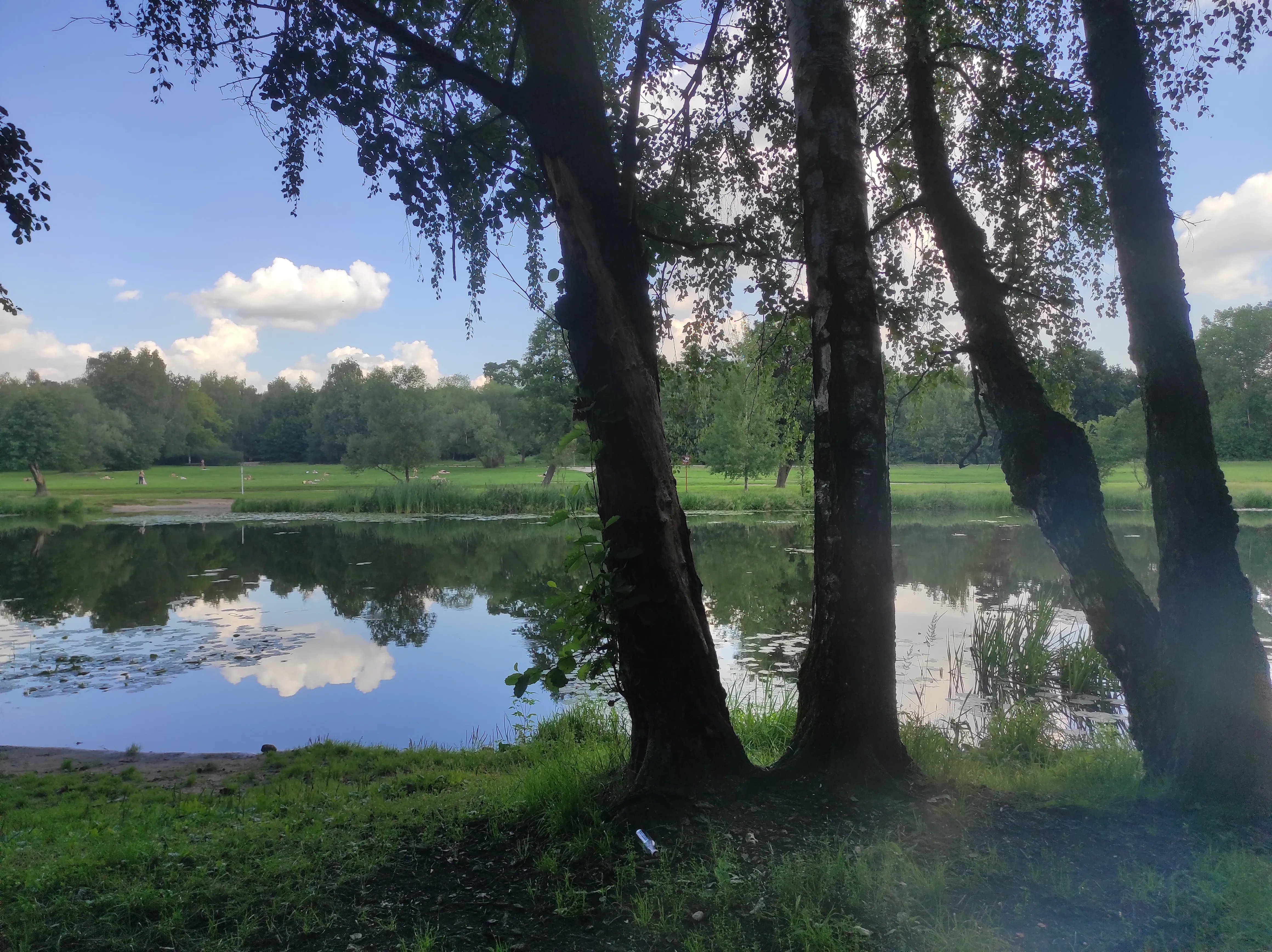 Парк у озера с кувшинками, фото 14
