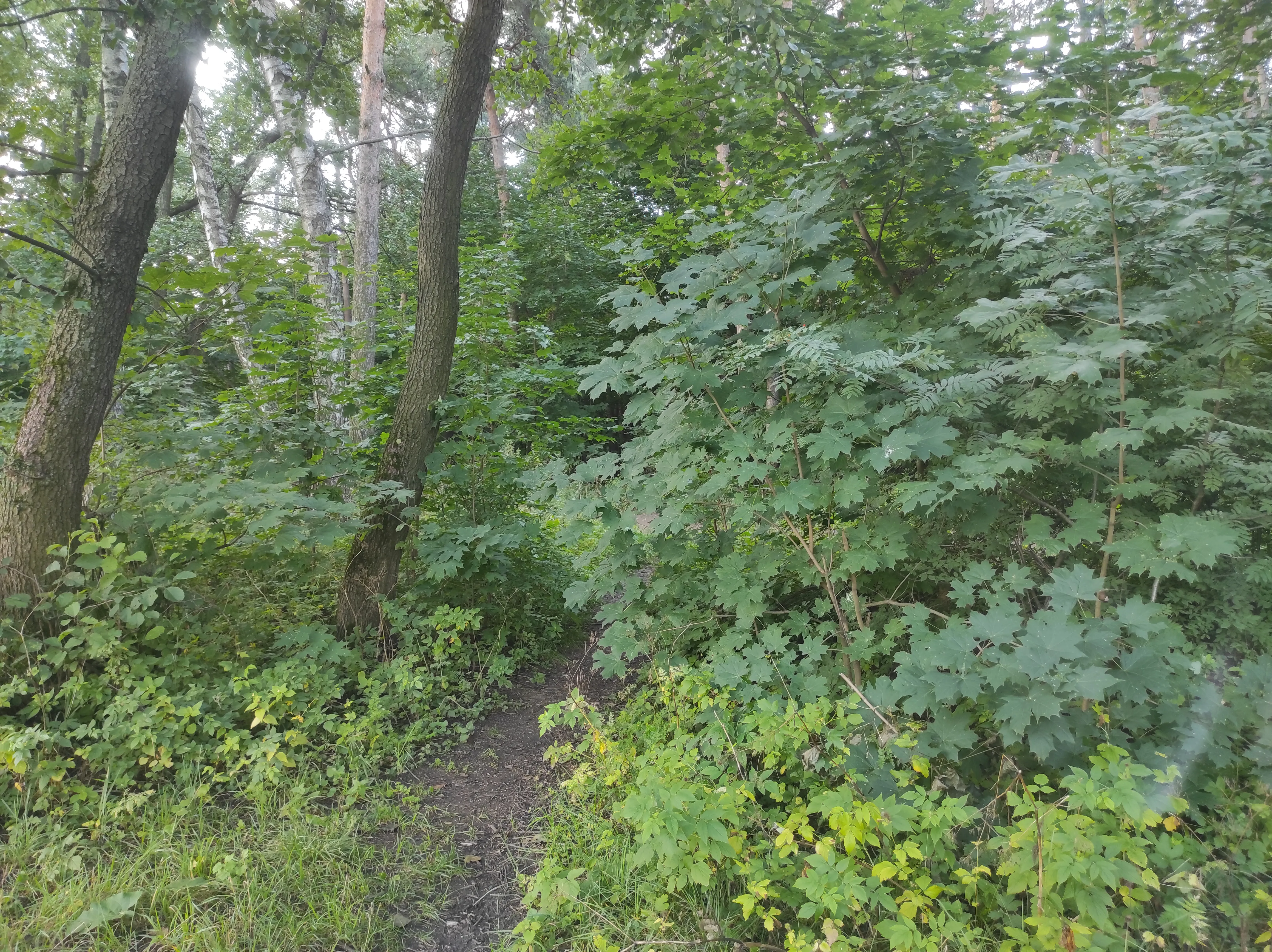Парк у озера с кувшинками, фото 16