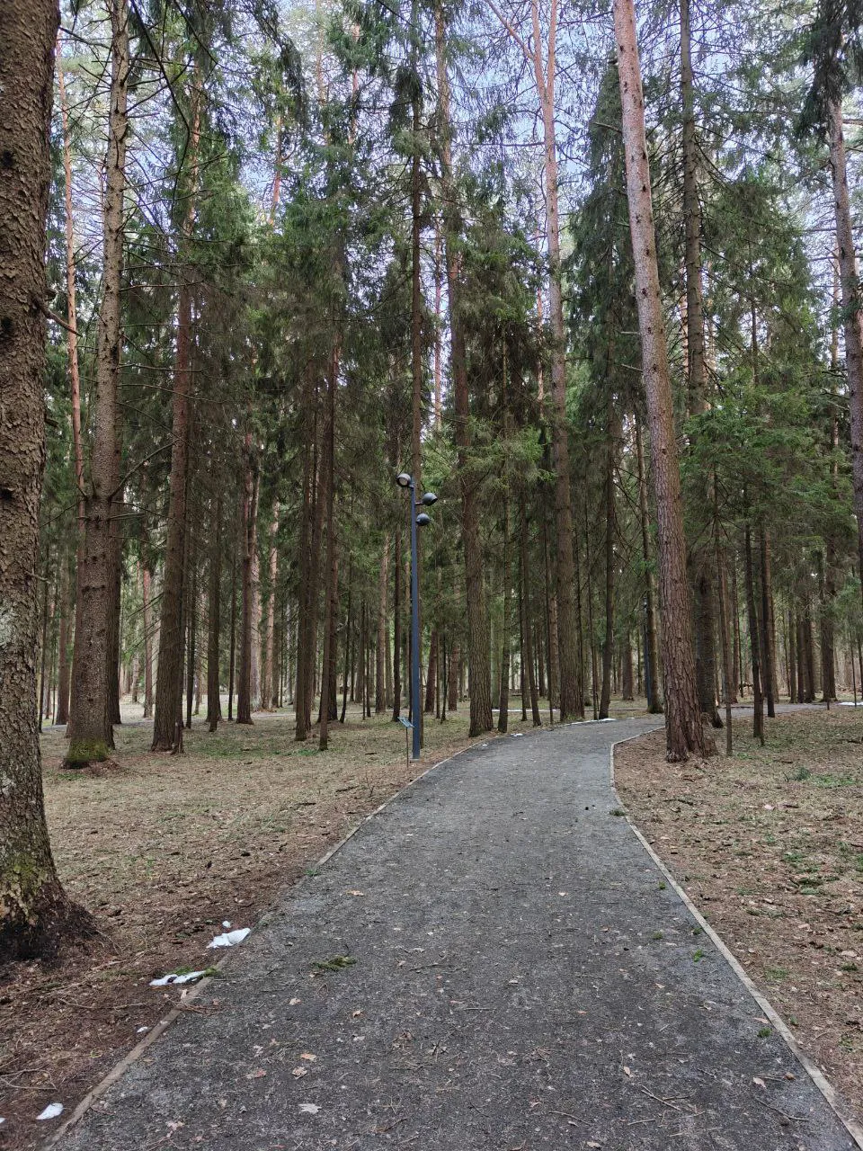 Парк хвойный лес, фото 6