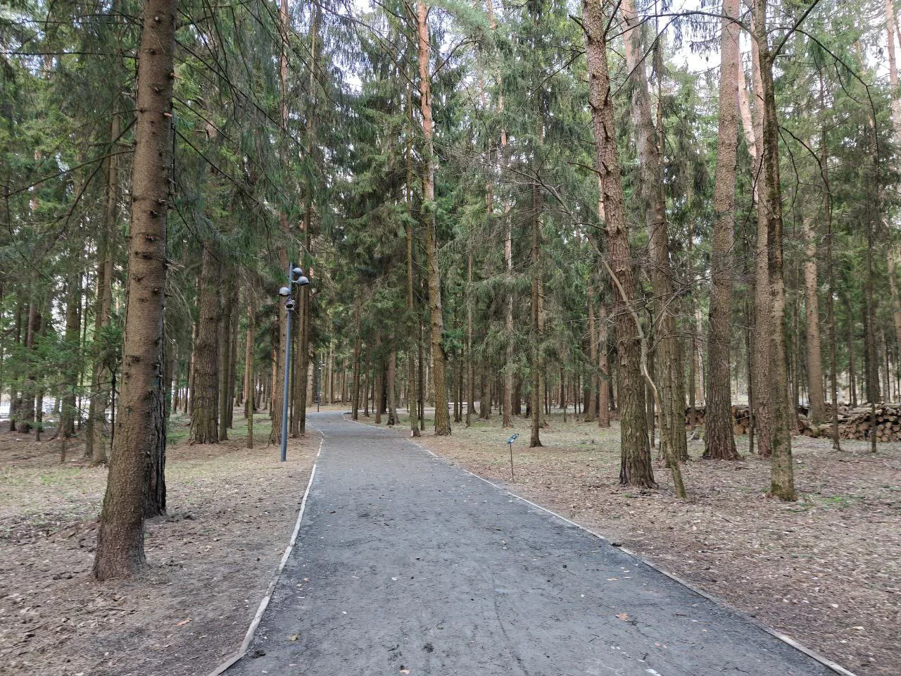 Парк хвойный лес, фото 3