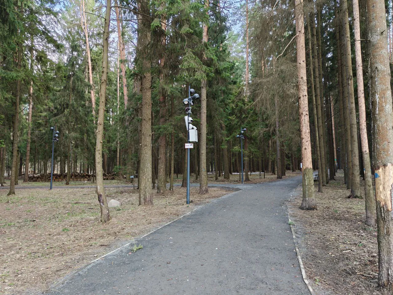 Парк хвойный лес, фото 1