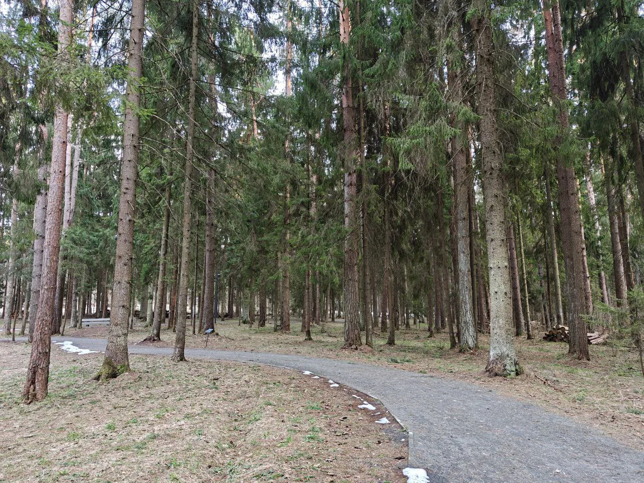 Парк хвойный лес, фото 8