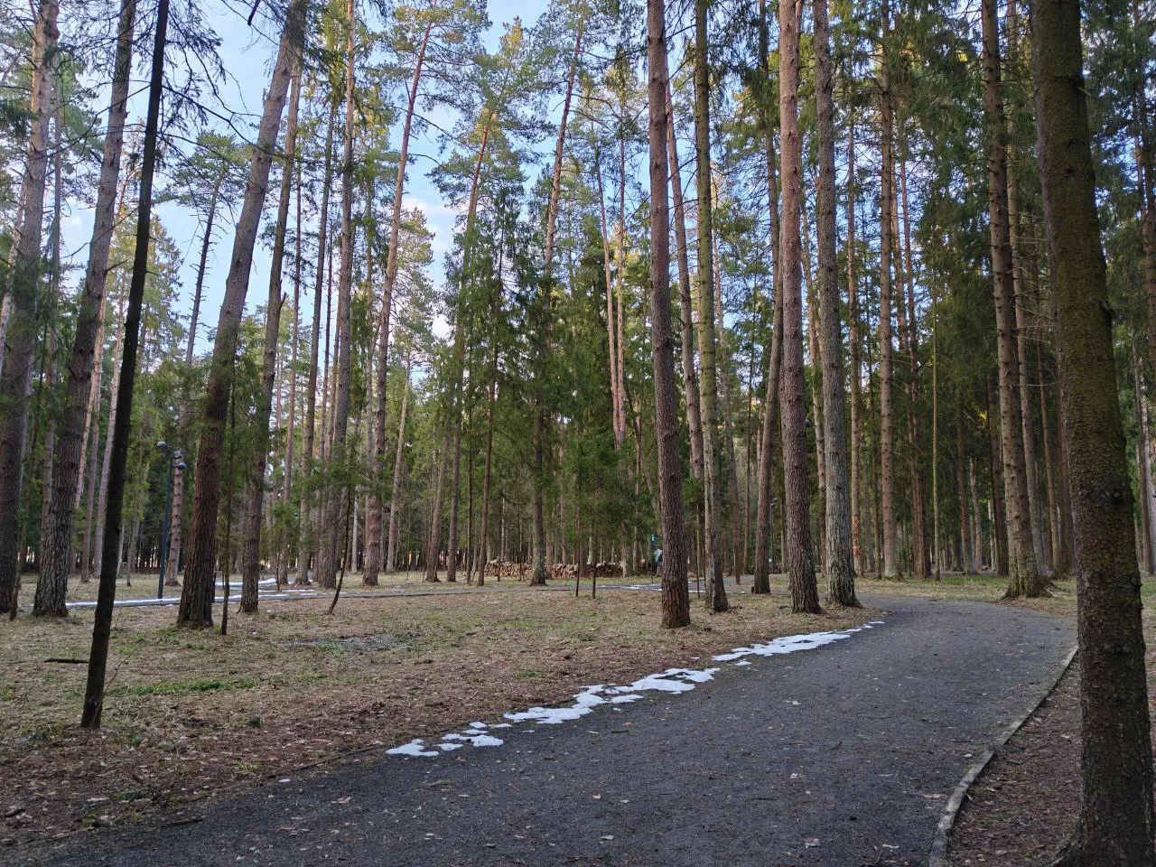 Парк хвойный лес, фото 10