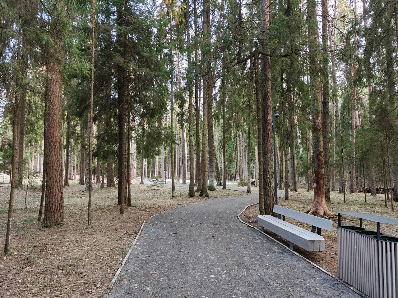 Парк хвойный лес, фото 11