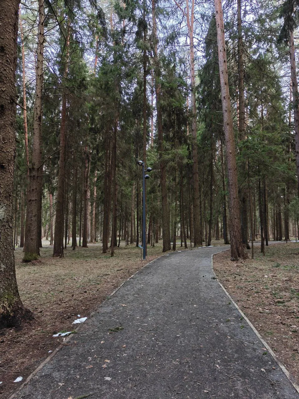 Парк хвойный лес, фото 7