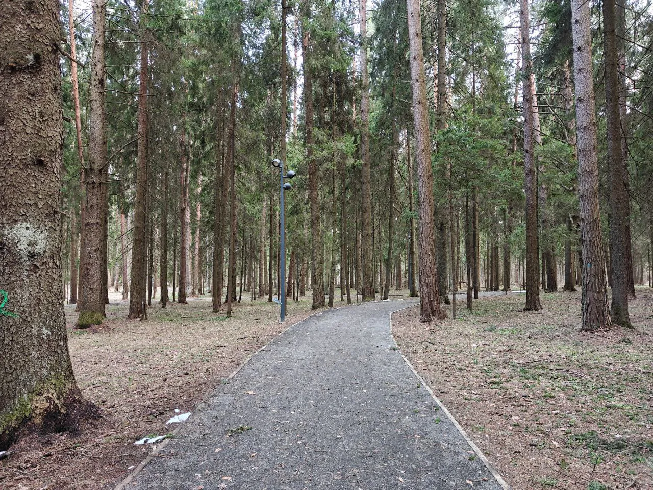 Парк хвойный лес, фото 5