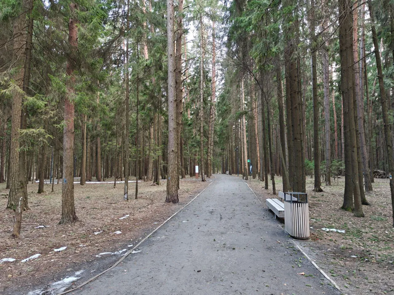 Парк хвойный лес, фото 2