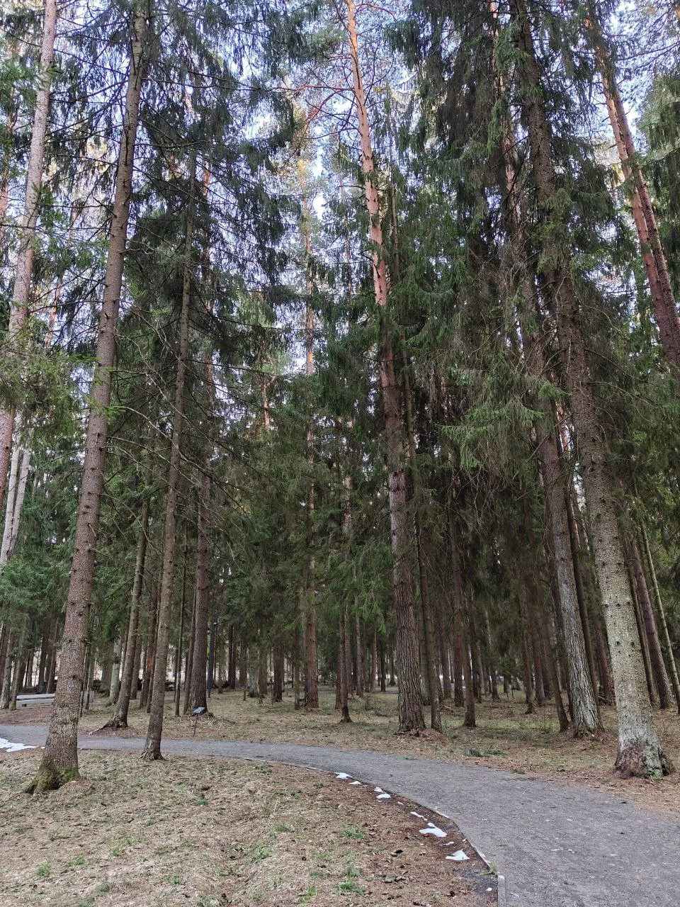 Парк хвойный лес, фото 9