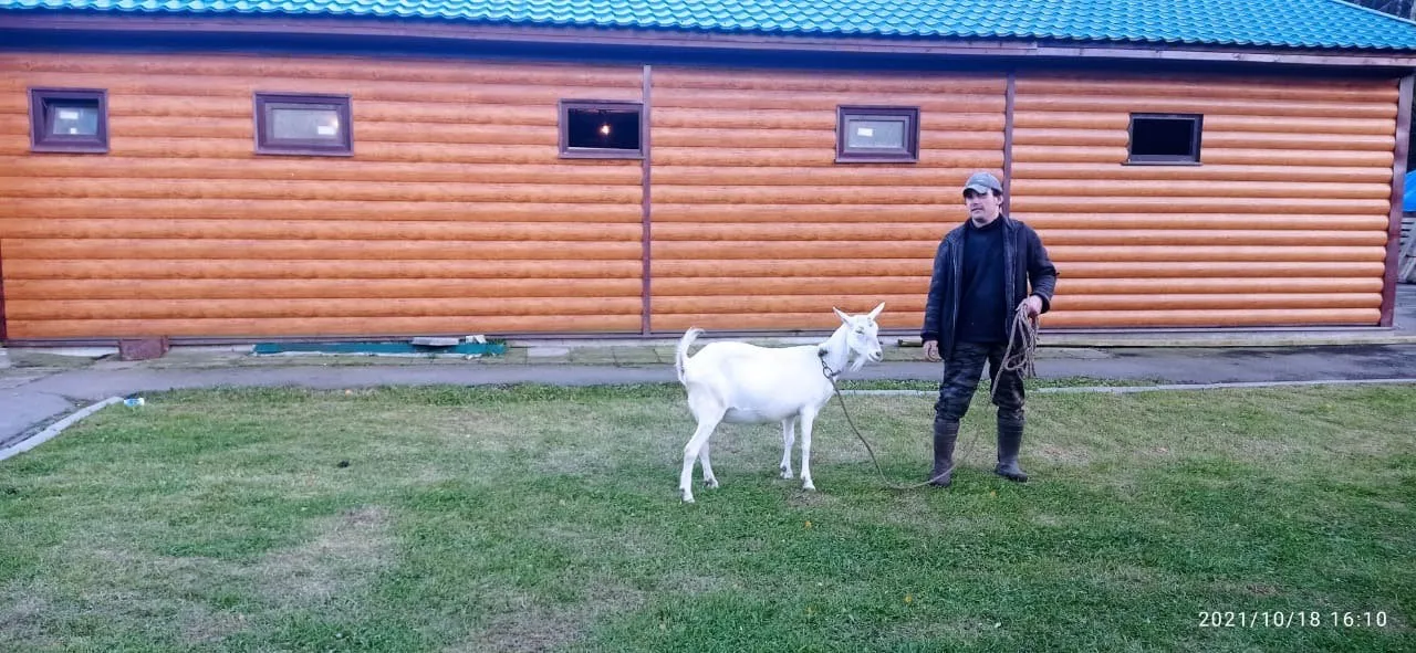 Ряд домиков в лесу, фото 1