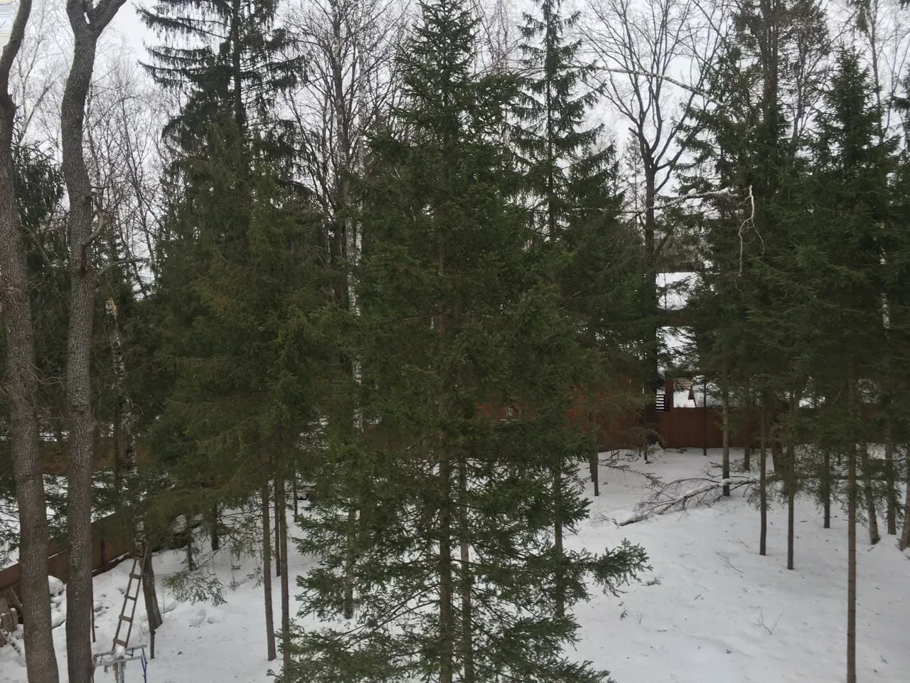 Зимний участок и лес, фото 24